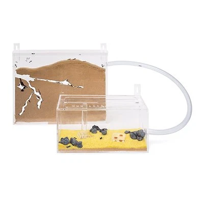 ANTHOUSE Ameisenfarm Wand Kit BIG (Ameisen mit Königin FREE)(Ant farm, Formicarium, Ants)