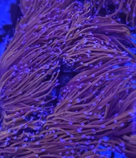 Indo Purple Tip Gold Torch * Live Coral Frag * AJs Aquariums