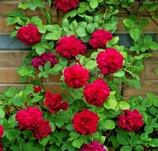 50 ROSES flower rose plant fresh live plant rose seeds plant cuttings live seed