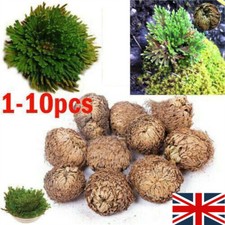 1-10 Resurrection-Rose Of Jericho Live Magic Plant Dinosaur Air-Fern Spikes-Moss