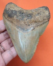 MEGALODON SHARK TOOTH - REAL FOSSIL - 3.68"- SHARK TEETH - NATURAL MEGLADONE