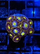 CE- WYSIWYG Blowpop Zoa Zoa Zoanthid Frag Live Coral Frag LPS SPS #R1GB2
