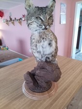 Bobcat Shoulder Taxidermy Pedestal Mount For Sale