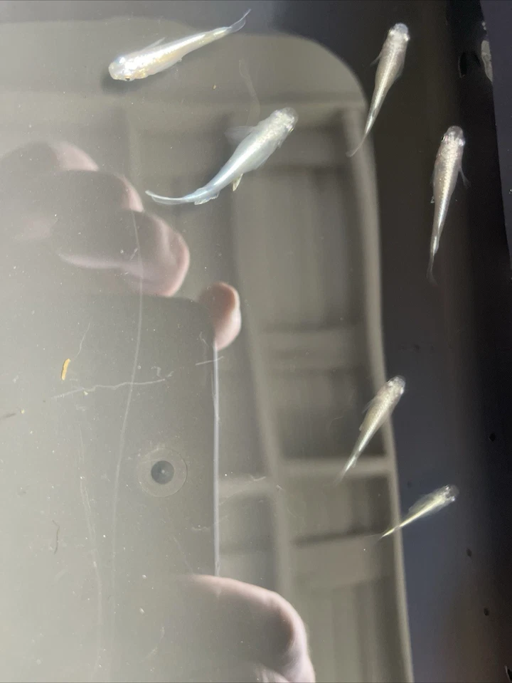 10+2 Medaka  Variety Pack.US bred High Quality Japanese Rice Fish - Image 3 of 4