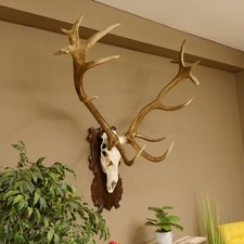 Corna Di Cervo Rothirsch 16 Punti H 124 Cm Corna Di Cervo In Legno Intagliato