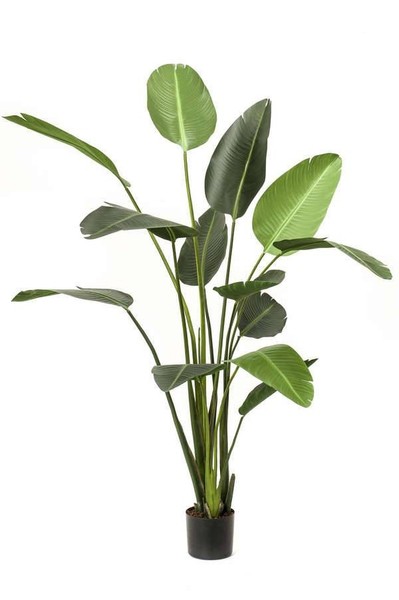 Artplants Deko Pflanze Strelitzie Pavlova, GrüN, 230Cm-image