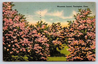 Postcard Mountain Laurel in Bloom, Connecticut State Flower, Torrington,  CT