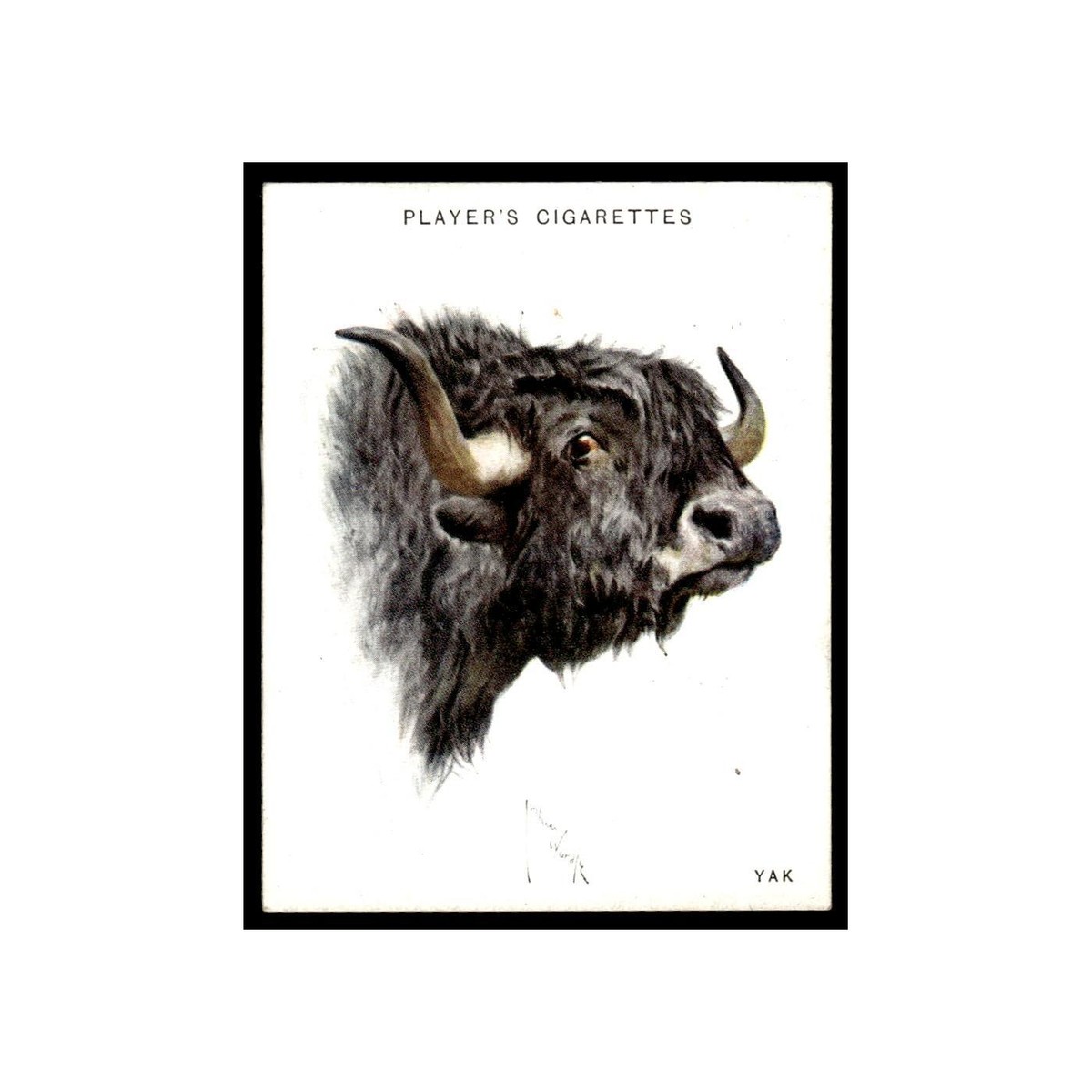 american bison cigarettes 1924 John Player & Sons #8 Natural History SGC 7 Beer, Wine & More |