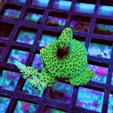 WYSIWYG - Acro Frag Aquaculture