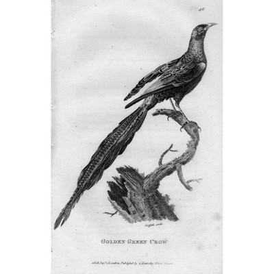 VÖGEL Goldene Grüne Krähe - Antiker Druck 1809