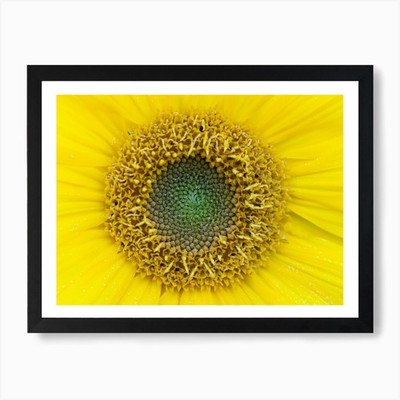 Sonnenblume Stock Videos & Royalty-Fr Gerahmtes Wandbild Poster Leinwanddruck Bild