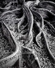 1947/70 ANSEL ADAMS Tree Roots Foster Gardens Hawaii LARGE Photo Engraving