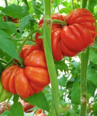 Tomato Seeds 200 Red Mushroom Basket Tomato Seeds Organic Heirloom
