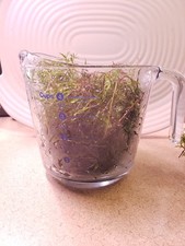 Guppy Grass Live Aquarium Plant 4 Cups