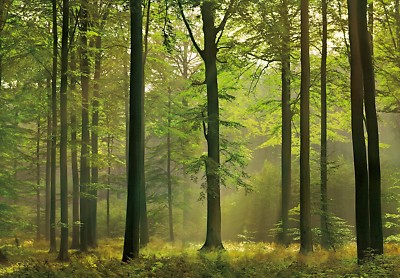 Wall Mural Photo Wallpaper Green Forest Scene Autumn Forest Wall Covering 7611487002161 Ebay