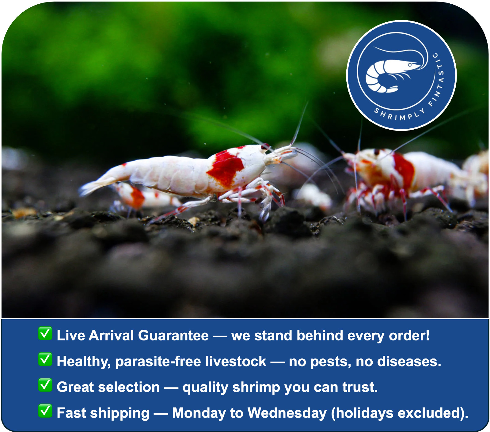 20 Crystal Red / Pure Red Line Shrimp |FREE SHIPPING | Live Guarantee | USA Bred