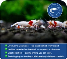 20 Crystal Red / Pure Red Line Shrimp |FREE SHIPPING | Live Guarantee | USA Bred