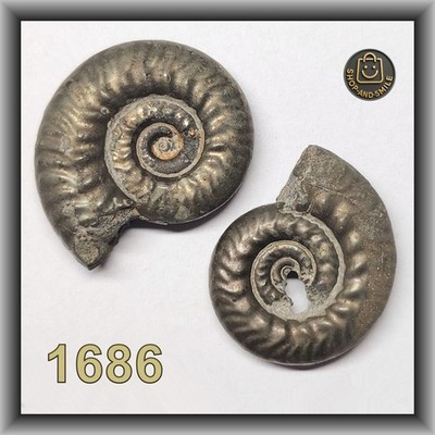 1686 - AMMONITEN CALLOVIUM DOGGER ORNATENTON - Grossouvria - 2 schöne Stücke !
