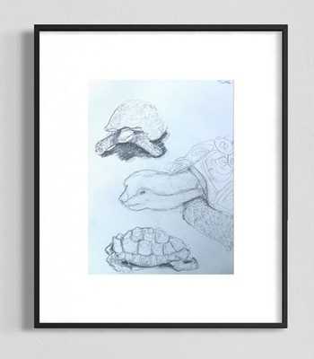 ORIGINAL ANIMAL DRAWING, TURTLE STUDY, HAND DRAWN PENCIL on Paper 12X9 ART