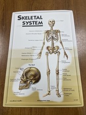 3D Human Body Charts Skeletal System EI-5220 MINT Educational Insights 9x13