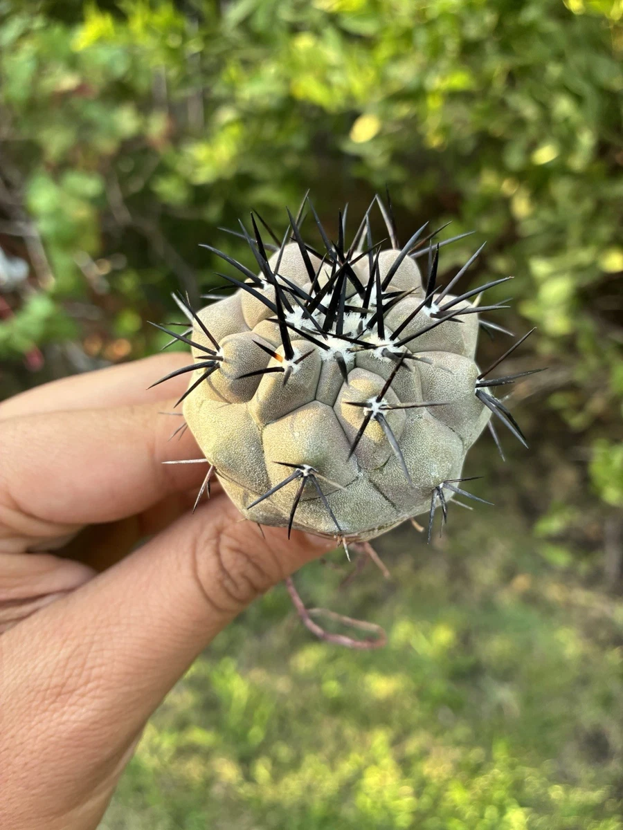 Cactus Copiapoa Cactis&Succulents for sale | eBay