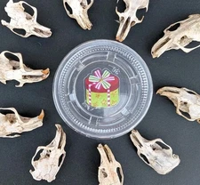 (10) Owl Pellet Skulls with and without Braincases. Bone Brush/ Chart/Storage