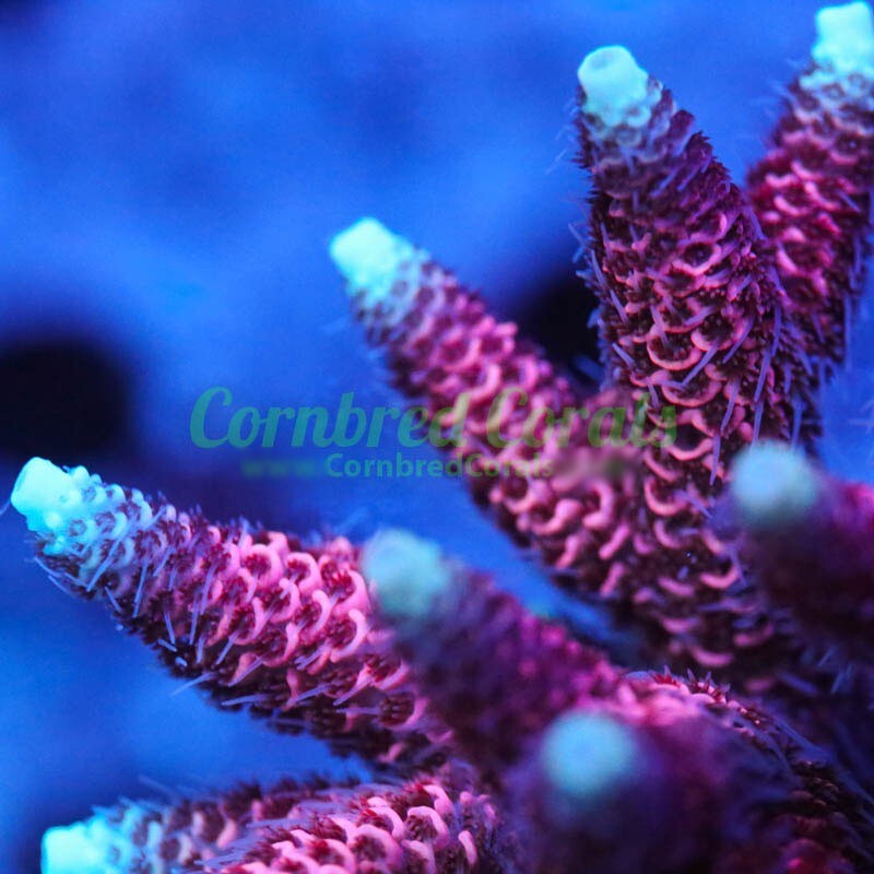 Cornbred's Maui Sunset Milli - Frag - LIVE CORAL
