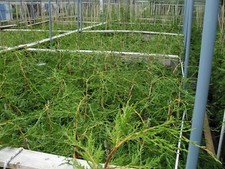 1x large 4ft green leylandii hedging = BIGGER 5 LT POTS = SEE DETAILS PLEASE