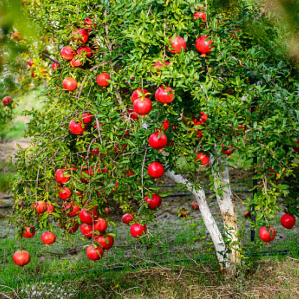 Tropical Fruit Seeds 50 Pomegranate Seeds (Punica Granatum) For Planting -  Fresh Seeds From US Seller Grow Pomegranate Tree From Seed