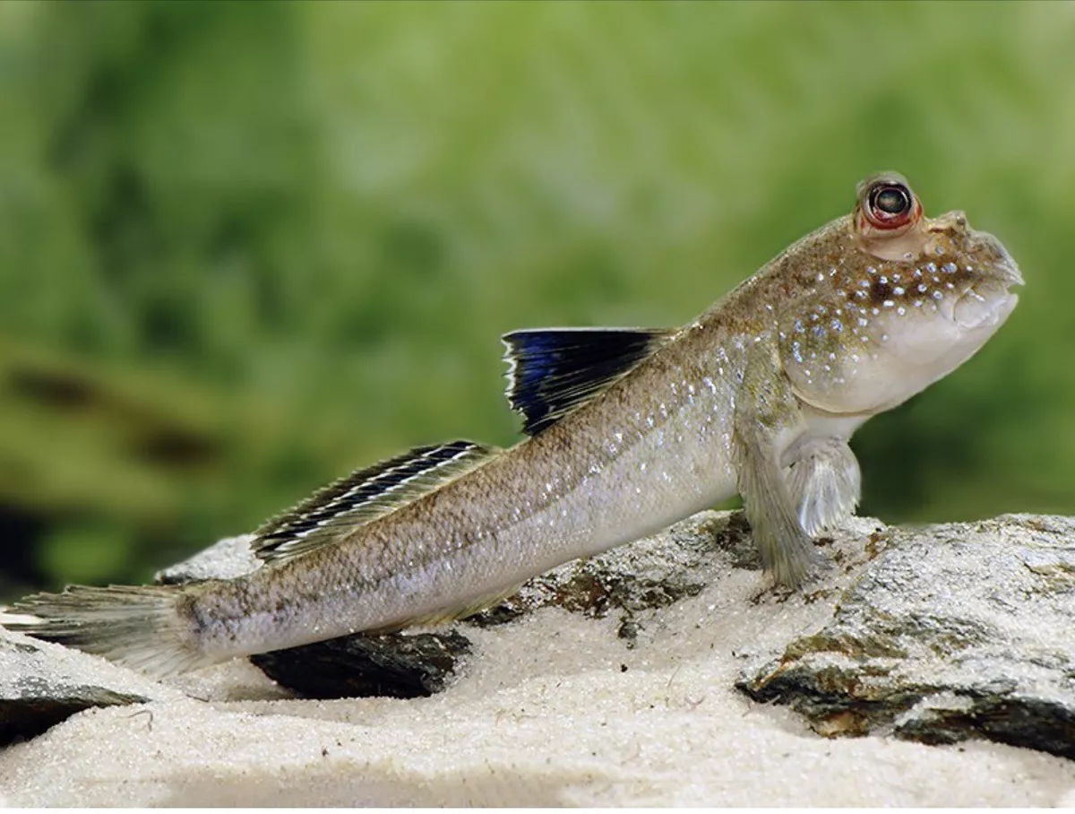 Mudskipper care cheap