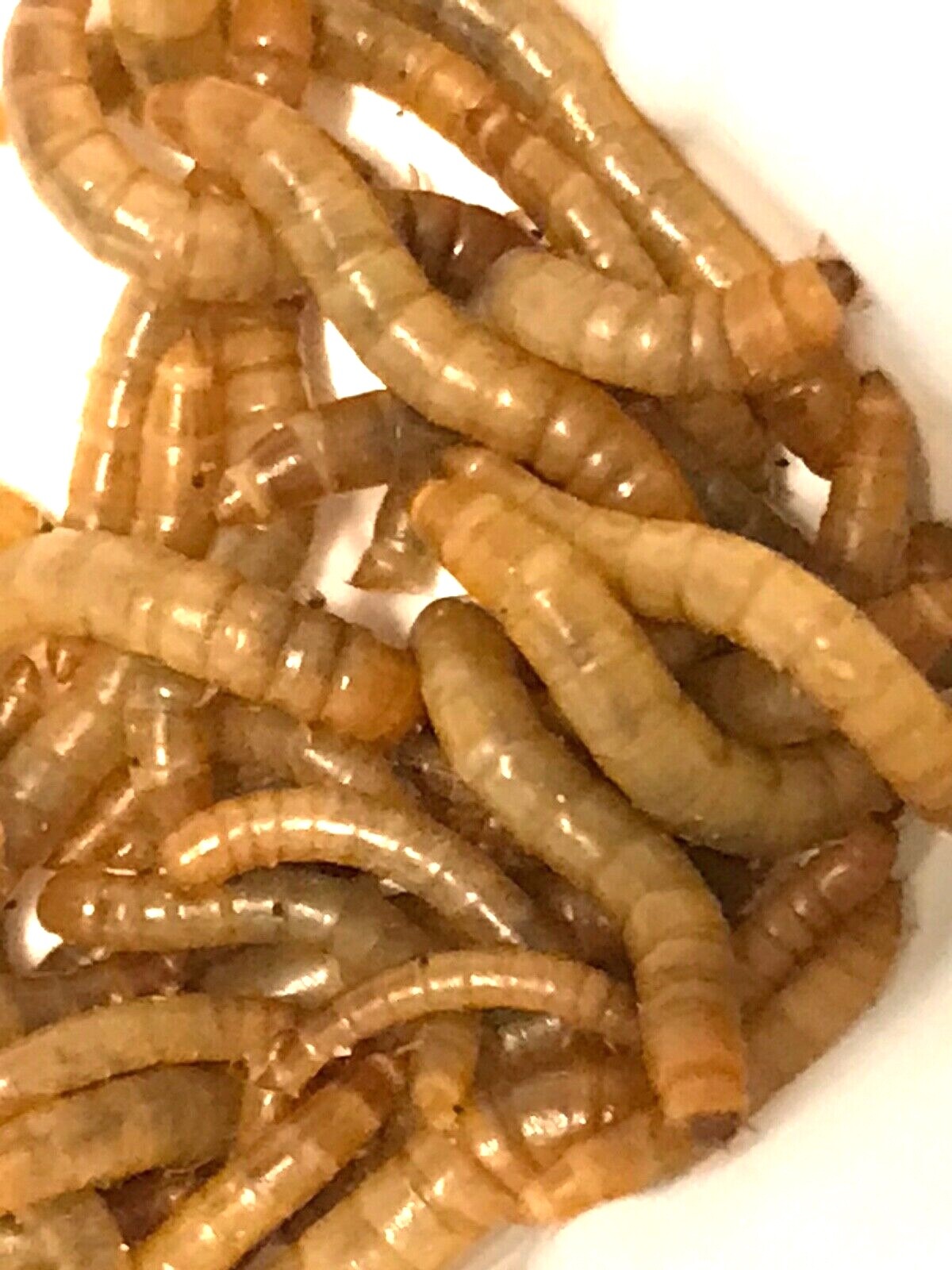 LIVE MEALWORMS FOR FISH BIRDS & REPTILESRANDOM SIZE 1/4" TO 1/2