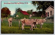Postcard Greetings from Spring Valley New York - Cows