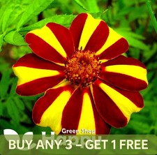 FRENCH MARIGOLD - DANDY STRIPED 200 SEEDS - Tagetes patula nana - ANNUAL FLOWER