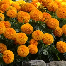 MARIGOLD - SIERRA MIX - Tagetes Erecta - 100 SEEDS For Home Garden