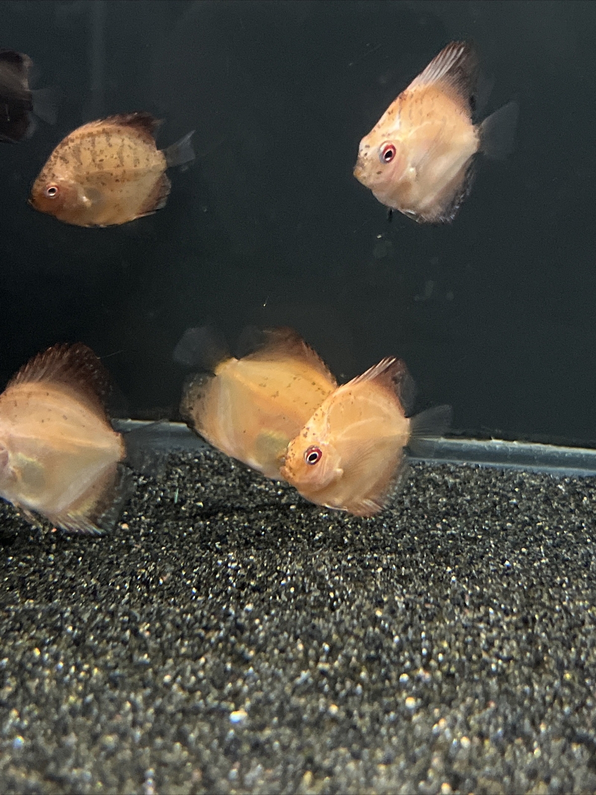 (5 Pack) Discus fish Juvenile 1.5” Live Tropical Fish eBay