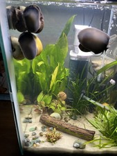 Mystery Snails Different Colors And Sizes