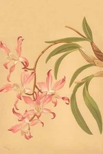 Laelia Autumnalis H.G. Moon #2 Poster Print