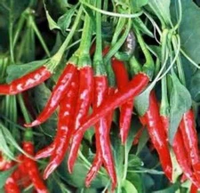 PEPPER SEED, THAI HOT, HEIRLOOM, NON GMO, 100+ SEEDS, THAI PEPPER SEEDS