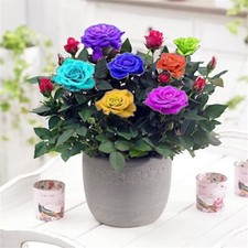 20 SEEDS for Small Mix Mini Flora RARE Rose flower Bush exotic plant USA Seller