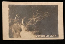 Porpoise At Play Postcard