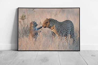 Leopard Sweetly Interacting With Young Cub In Natural Environment Nature