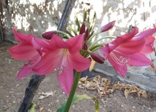 Crinum Rose Parade, bulbi, amaryllis