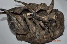 DAN GUERE WAR MASK,MANY HORNS HUGE 17