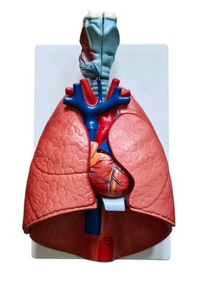 Lehrmodell Anatomisches Modell menschlicher Organe, Kehlkopfherz Lungenmodell