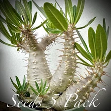 ULTRA RARE SEEDS (5pk) Pachypodium Cactipes (Five)  Succulent Caudex US SELLER