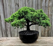 Japanes Juniper Bonsai In 6 Inch Ceramic Pot. 12 Year