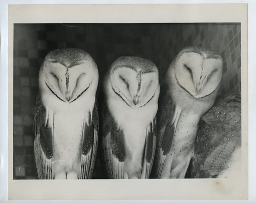3 Sleeping Owls London Zoo 1969 Pressefoto