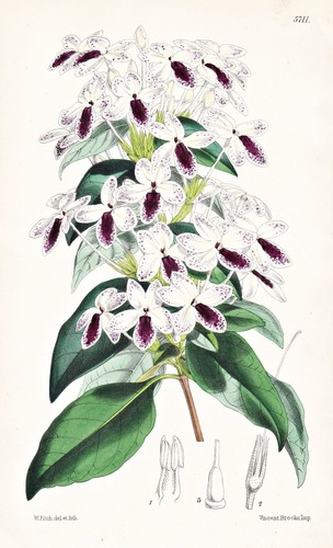 Eranthemum Aspersum Solomon Islands Botany Flower Botany Lithograph Curtis 5711