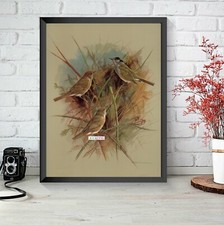Basil Ede: British Birds of Town & Village: Black Cap & Garden Warbler Print