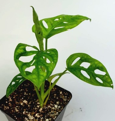philodendron dragon tail mature Philodendron Dragon Tail Trellis main image 0